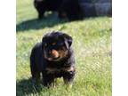 Rottweiler Puppy for sale in Newville, PA, USA