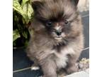 Pomeranian Puppy for sale in Edwardsburg, MI, USA