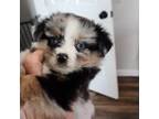 Miniature Australian Shepherd Puppy for sale in Maryville, TN, USA