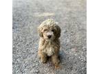 Cavapoo Puppy for sale in Mount Airy, NC, USA