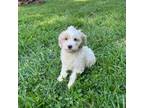 Cavapoo Puppy for sale in Mount Airy, NC, USA