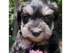 Schnauzer (Miniature) Puppy for sale in Savannah, GA, USA