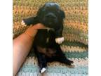 Shih Tzu Puppy for sale in Morganton, NC, USA