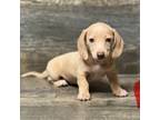 Dachshund Puppy for sale in Aiken, SC, USA