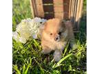 Pomeranian Puppy for sale in Raymondville, MO, USA