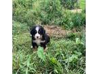 Bernese Mountain Dog Puppy for sale in Jonesville, VA, USA