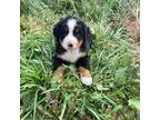 Bernese Mountain Dog Puppy for sale in Jonesville, VA, USA