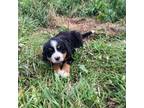Bernese Mountain Dog Puppy for sale in Jonesville, VA, USA