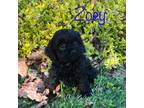 Cavapoo Puppy for sale in Mifflintown, PA, USA