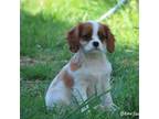Cavalier King Charles Spaniel Puppy for sale in Harrison, AR, USA