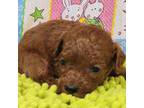 Poodle (Toy) Puppy for sale in Mountain Grove, MO, USA