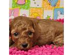 Poodle (Toy) Puppy for sale in Mountain Grove, MO, USA