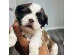 Shih Tzu Puppy for sale in Indianapolis, IN, USA