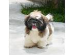 Shih Tzu Puppy for sale in Bridgeport, CT, USA
