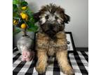 Soft Coated Wheaten Terrier Puppy for sale in Indianapolis, IN, USA