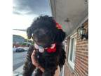 Poodle (Toy) Puppy for sale in Bronx, NY, USA