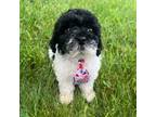 Maltipoo Puppy for sale in Bronx, NY, USA