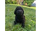Poodle (Toy) Puppy for sale in Bronx, NY, USA