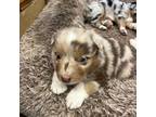 Australian Shepherd Puppy for sale in Firestone, CO, USA