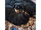 Rottweiler Puppy for sale in Newton, NC, USA