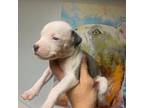 American Pit Bull Terrier Puppy for sale in Rego Park, NY, USA