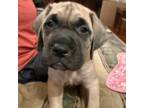 Great Dane Puppy for sale in Silver Spring, MD, USA