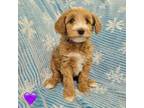 Mutt Puppy for sale in Ammon, ID, USA