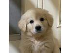 Golden Retriever Puppy for sale in Beaumont, CA, USA