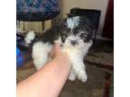 Shih Tzu Puppy for sale in Grove City, OH, USA