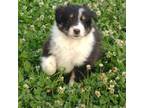 Shetland Sheepdog Puppy for sale in Taylorsville, NC, USA