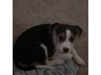 Bearded Collie Puppy for sale in Stockbridge, GA, USA