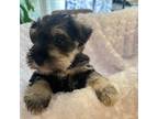 Schnauzer (Miniature) Puppy for sale in Waynesville, GA, USA