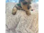 Schnauzer (Miniature) Puppy for sale in Waynesville, GA, USA