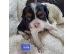 Cavalier King Charles Spaniel Puppy for sale in Harrison, MI, USA