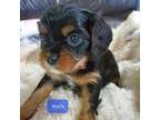 Cavalier King Charles Spaniel Puppy for sale in Harrison, MI, USA