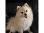 Pomeranian Puppy for sale in Houston, TX, USA