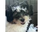 Shih-Poo Puppy for sale in Lambertville, MI, USA