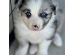 Australian Shepherd Puppy for sale in Tompkinsville, KY, USA