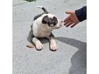 Mutt Puppy for sale in Chesapeake, VA, USA
