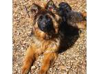 German Shepherd Dog Puppy for sale in Big Rapids, MI, USA