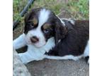 English Springer Spaniel Puppy for sale in Jewett City, CT, USA