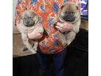 Chow Chow Puppy for sale in Princeton, WV, USA