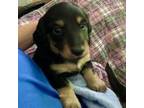 Dachshund Puppy for sale in Lanexa, VA, USA