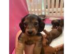 Dachshund Puppy for sale in Lanexa, VA, USA