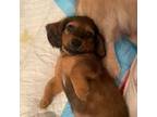 Dachshund Puppy for sale in Lanexa, VA, USA