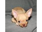 Chihuahua Puppy for sale in Bristol, VA, USA