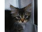 Darth Domestic Mediumhair Kitten Male