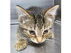 Juno Domestic Shorthair Kitten Female