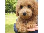 Miniature Labradoodle Puppy for sale in Colerain, NC, USA