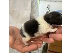 Pomeranian Puppy for sale in Maynardville, TN, USA